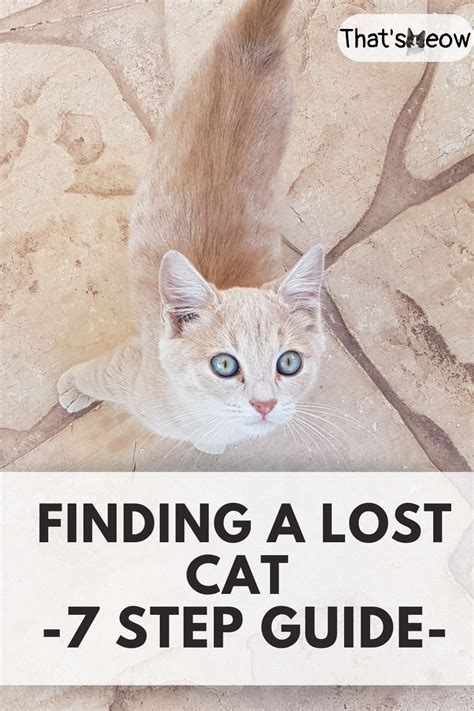 what are the chances of finding a lost cat|How To Find a Lost Cat .